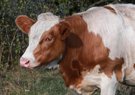«Такого быть не должно»: Хинштейн объявил о штрафах за самовыгул скота