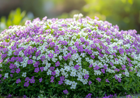 Бросьте семена в апреле — и в июне сад украсят махровые купола. Многолетник-трудяга с красивыми цветами