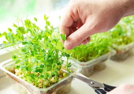 Нутрициолог раскрыла, в какие блюда лучше всего добавлять зелень