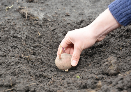Как получить первую вкусную молодую картошку к концу июня в Подмосковье?