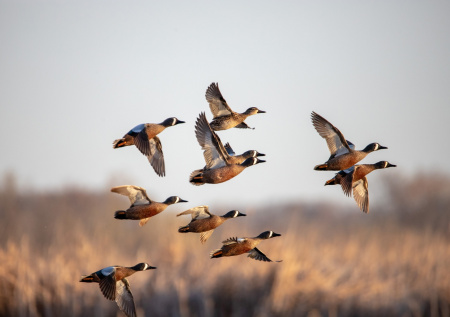 Охота на селезня с манком и чучелами: как не спугнуть и правильно подсадить
