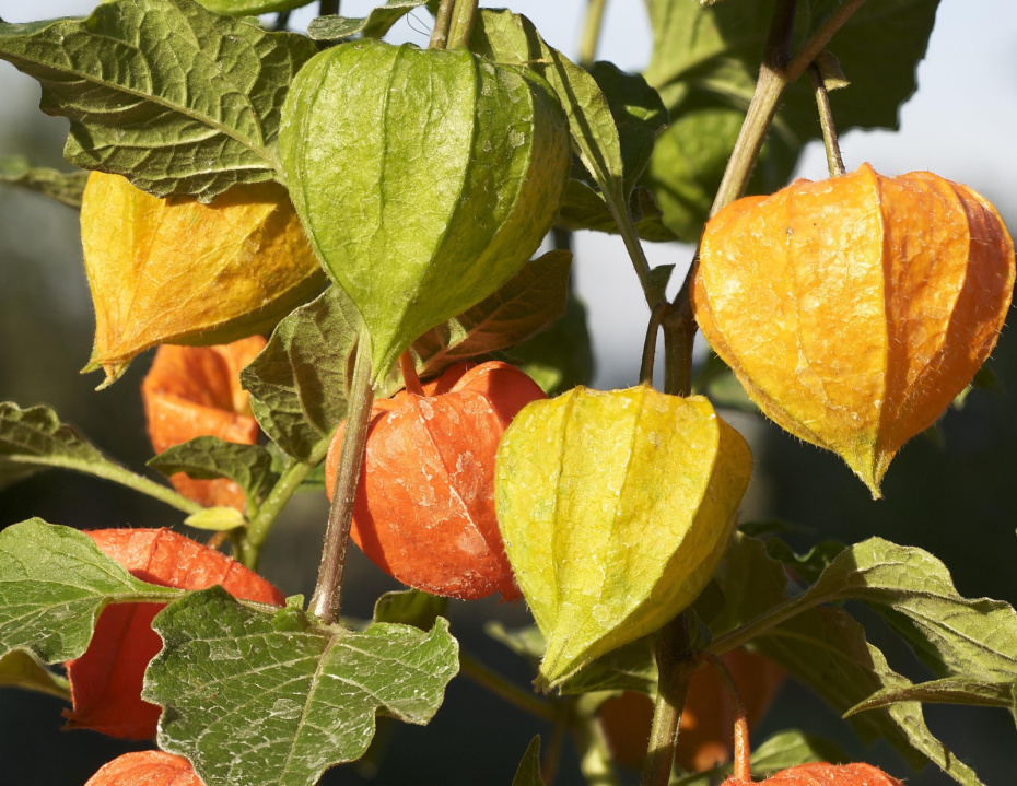 Красота 12 месяцев в году: какие сухоцветы обязательно нужны в вашем саду
