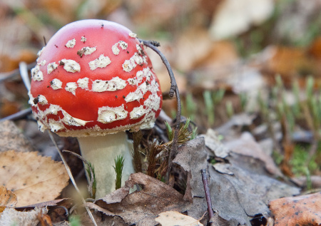 Миколог рассказал, какие грибы могут нанести вред здоровью