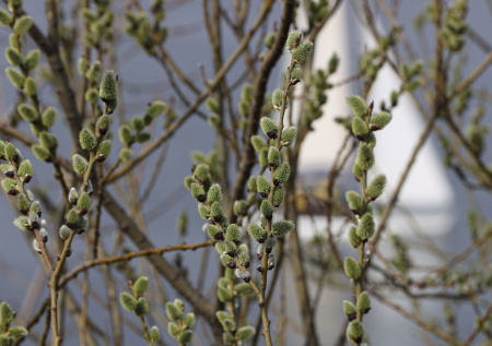 Синоптик ответил, какой погоды ждать на Вербное воскресенье в Москве