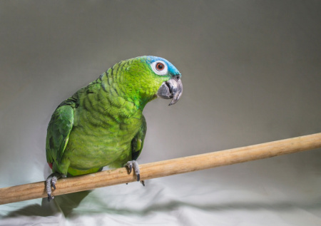 Жительница Петербурга подала в суд на мужчину за убийство попугая