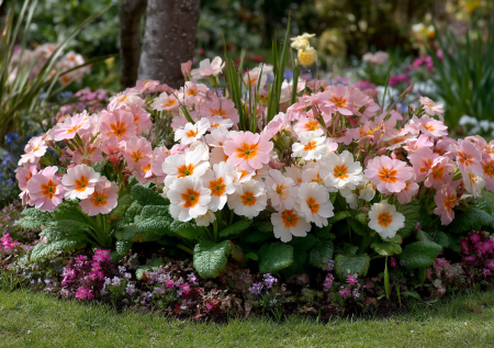 Цветет 3 месяца подряд крупными бутонами и пышными соцветиями: радует даже в тени