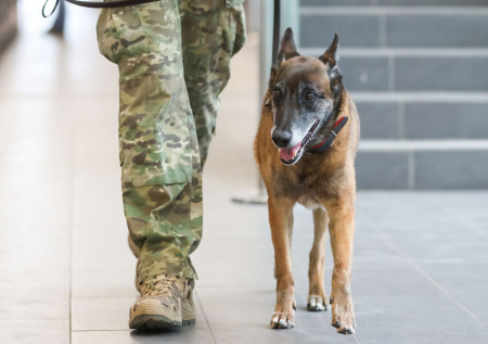 Кинолог объяснил, как понять мимику собаки