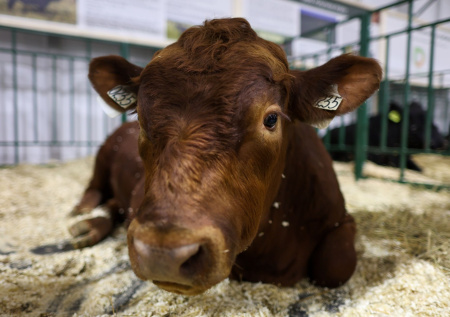 Россиянам начали компенсировать изъятый скот