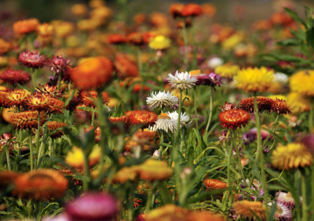 Красота 12 месяцев в году: какие сухоцветы обязательно нужны в вашем саду