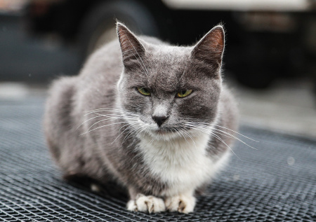 Застрявшего в коммуникациях магазина кота спасли в Подмосковье