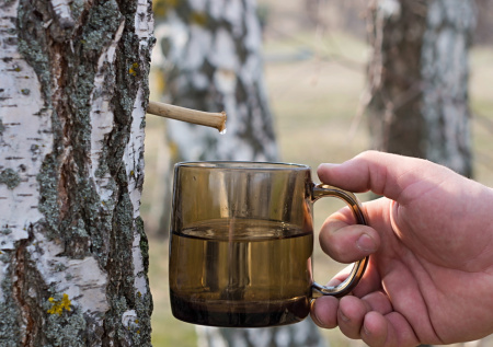 Россиянам рассказали о полезных свойствах березового сока
