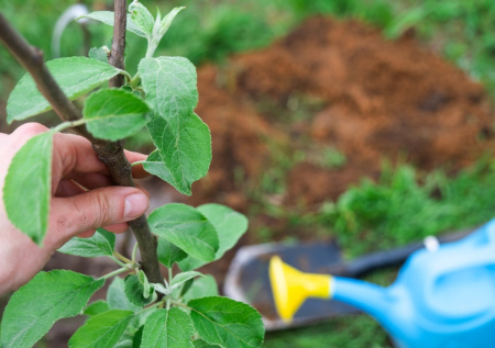 Апрельская посадка: 5 плодовых деревьев, которые приживутся лучше всего и дадут урожай через год