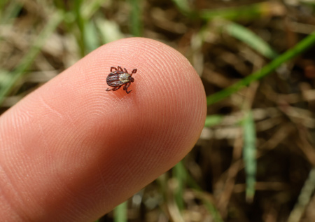 Вместе с весной в Россию придет нашествие клещей