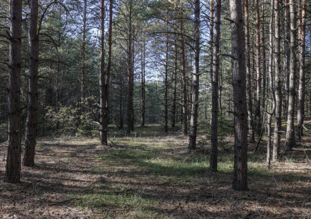 Появилась еще одна версия пропажи Усольцевых