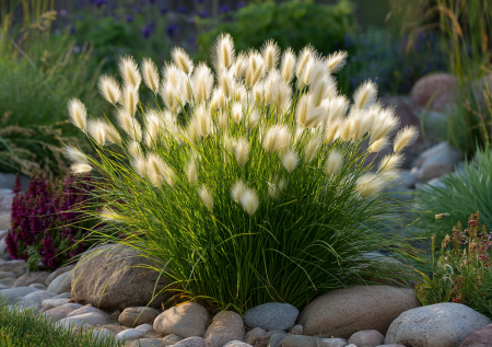 Посадил в мае — любуешься все лето: удивительный злак с белыми пушистыми соцветиями