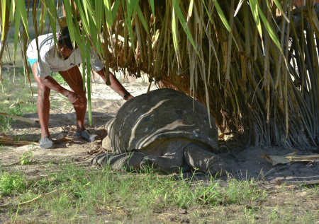 Назван претендент на звание старейшего наземного животного на планете