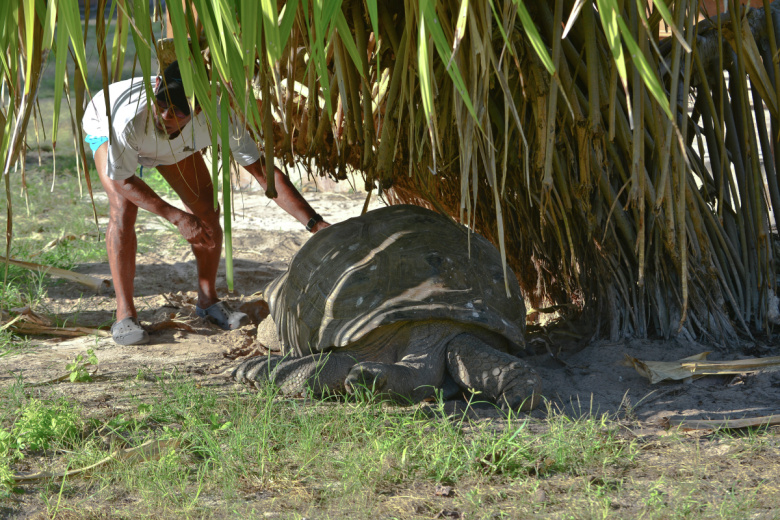 Черепаха Эсмеральда
