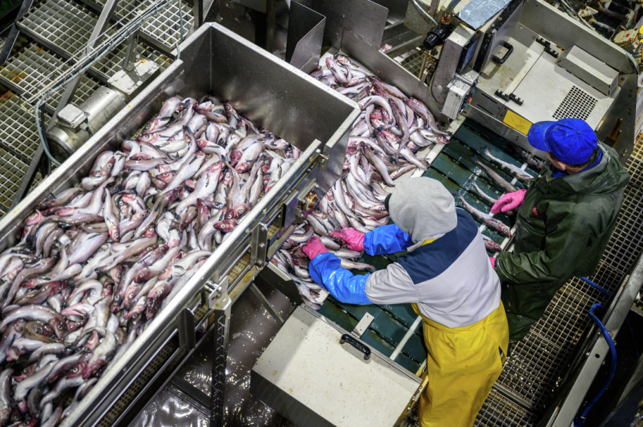 Работники на линии обработки в цехе рыбоперерабатывающего завода