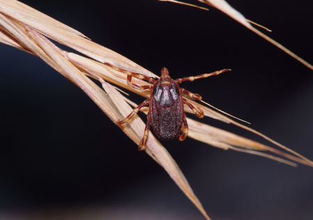 Эколог предупредил о крайне опасном виде клещей