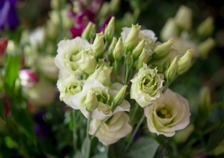 «Цветы-убийцы» с опасным вирусом чуть не «захватили» Екатеринбург