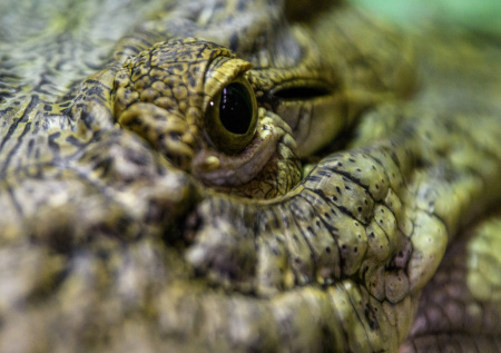 Индия хочет «поставить» змей и крокодилов вместо пограничников