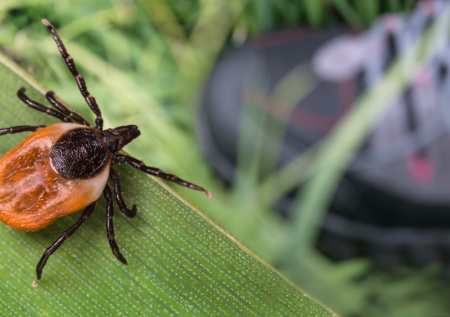Врач ответил, почему в этом сезоне клещей будет особенно много