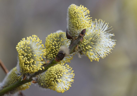 Приметы 8 апреля — Гавриил Благовестник: как привлечь удачу добрым словом?