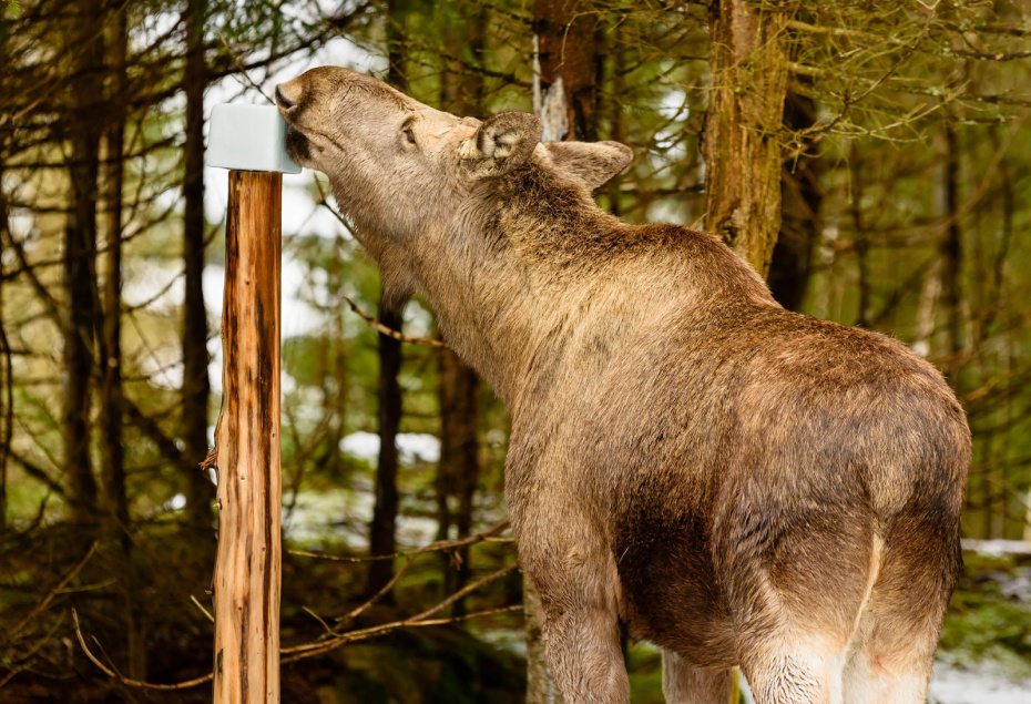 Сохатый на солонцах: как обустроить солонец для лося и вести наблюдение