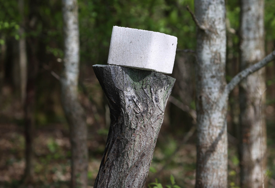 Зачем лосю соль: биологическая потребность и роль солонцов