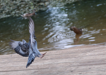 Одну редкую птицу заметили в Подмосковье