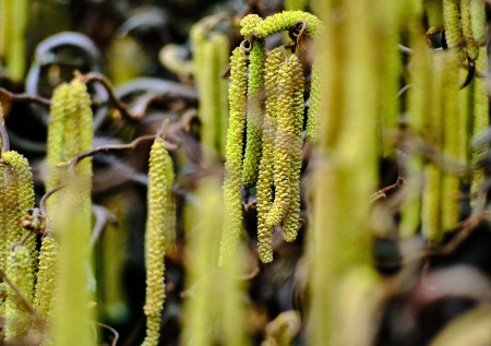 Блаженные дожди… и снег: пыльца в Москве — прогноз на 8 апреля 2026 года