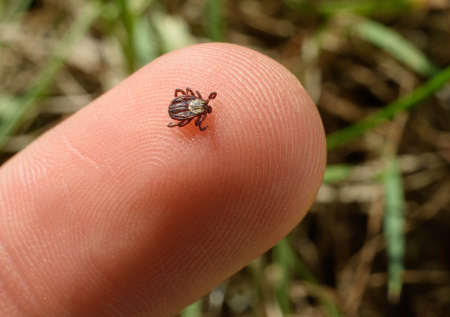 Инфекционист рассказал, как клещи выбирают жертв