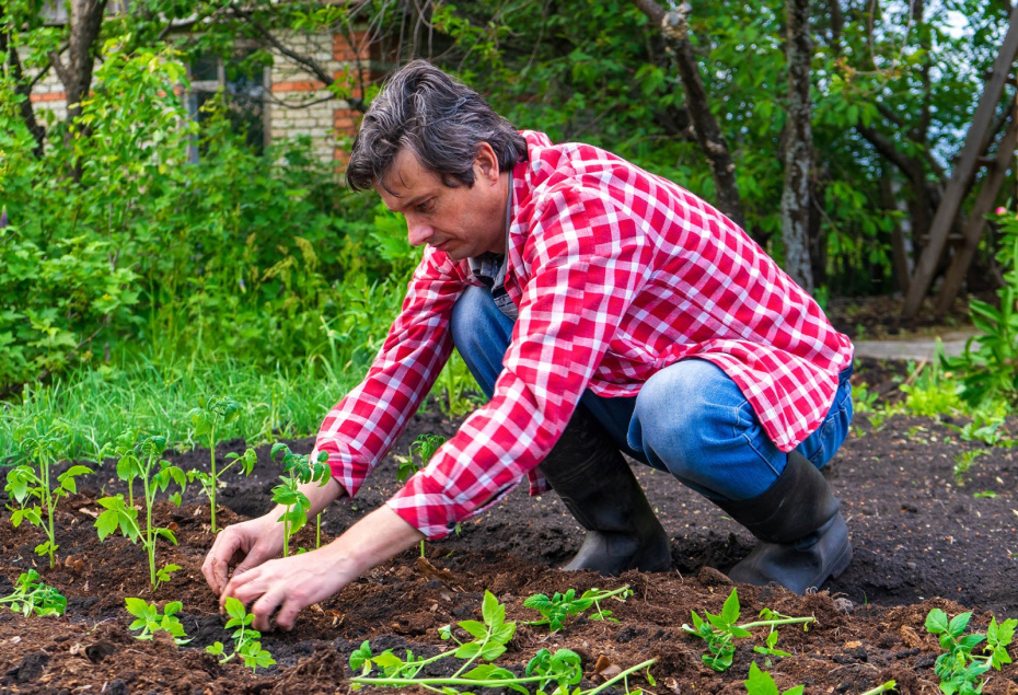 Посевной календарь на апрель: сажаем томаты и перцы в нужный день