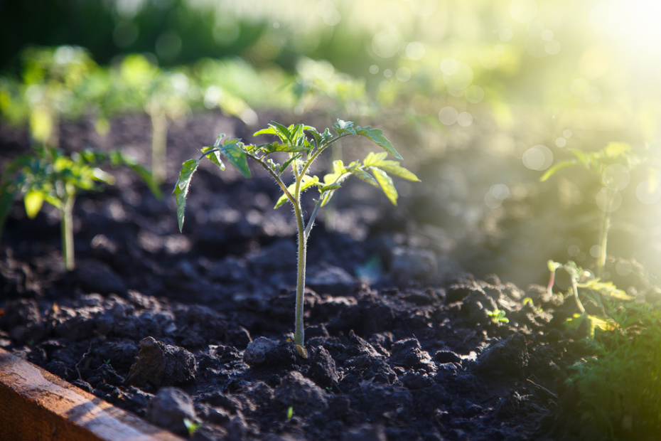Когда пикировать: сроки для томатов и перцев (и почему они разные)