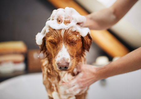 Ветеринар ответил, как часто нужно мыть собаку