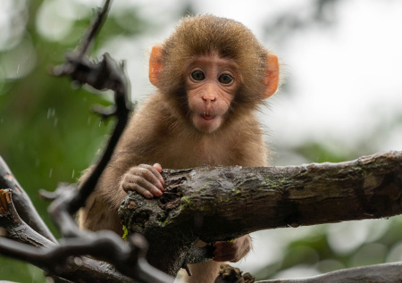 «Заяц думает о тебе»: макаке Панчу передали друга Макса из России