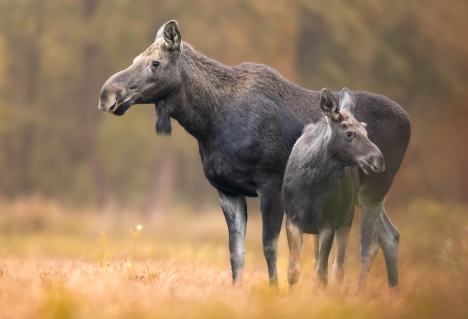 Сохатый на солонцах: как обустроить солонец для лося и вести наблюдение