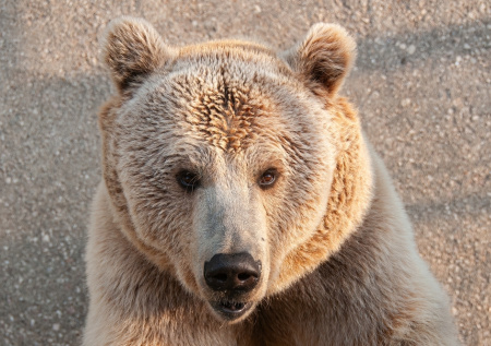 Медведя посадили «в тюрьму» под Челябинском