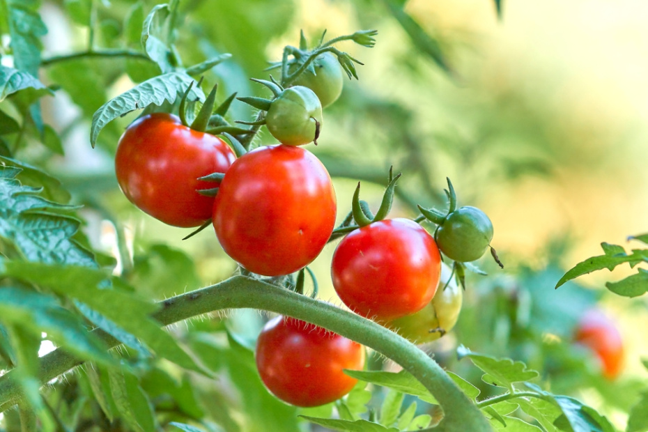 Выращивание рассады томатов и перцев: пикировка, подкормки и закалка к маю