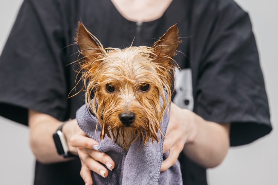 Что делать с животными крупными и мелкими