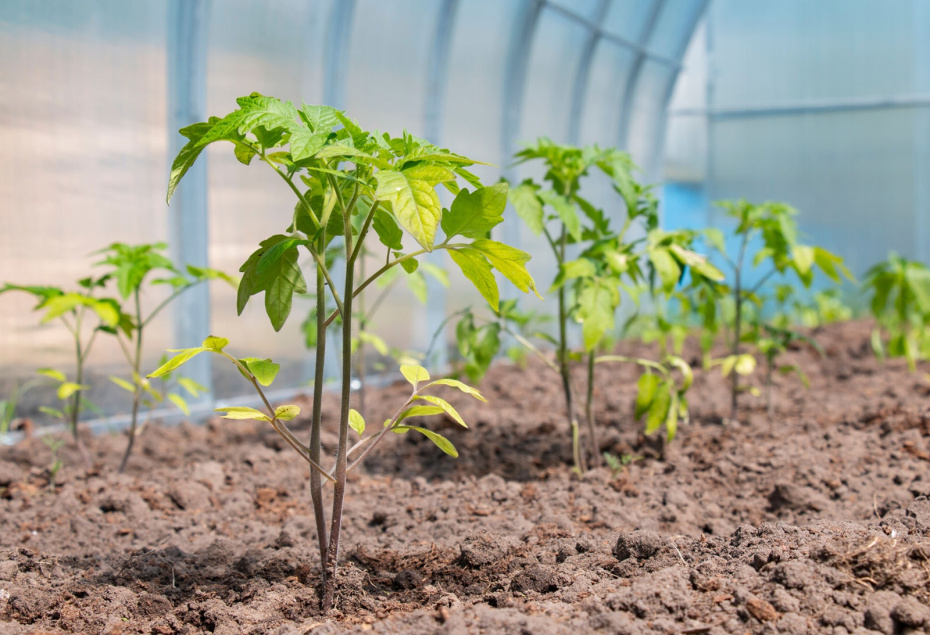 Заморозки вернулись — срочная шпаргалка для садовода по спасению урожая