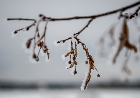 Россиян призвали готовиться к «черемуховым» холодам