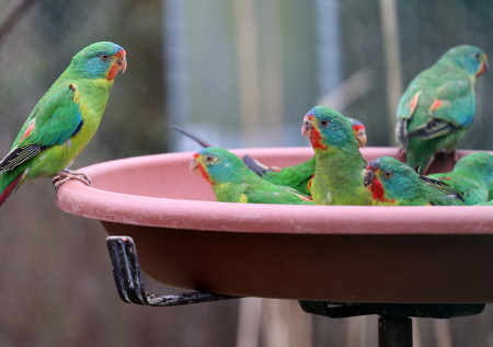 В частном зоопарке отравили десятки попугаев