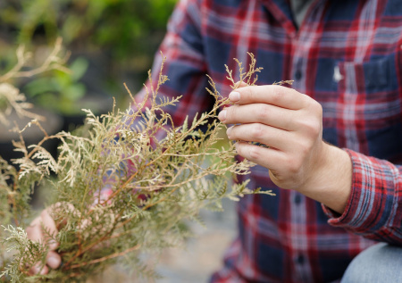 Садоводам рассказали, как весной восстановить пожелтевшие хвойные растения