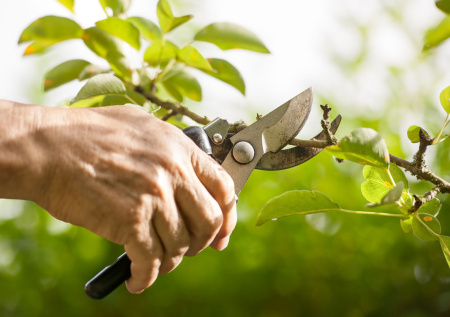 Прививка плодовых деревьев: копулировка и окулировка для начинающих
