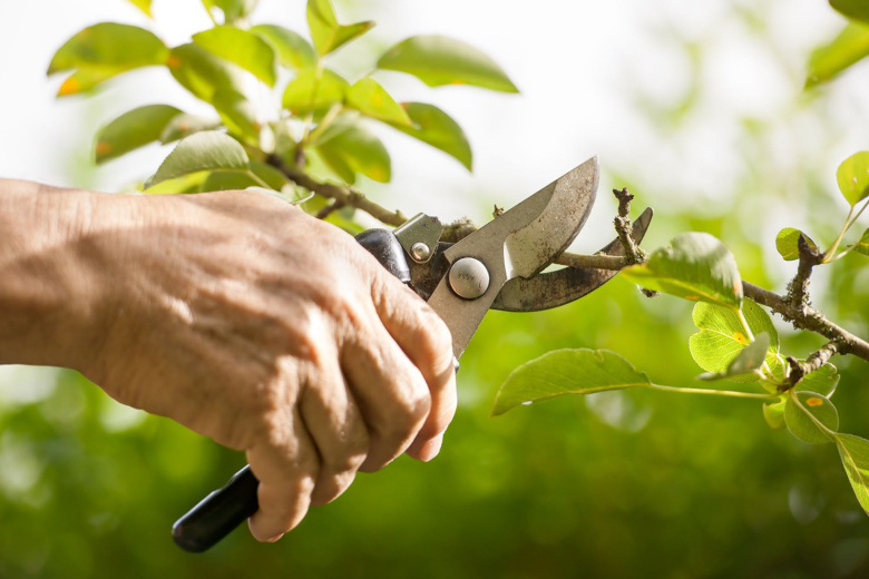 Зачем прививать: улучшение сорта, ускорение плодоношения, спасение дерева