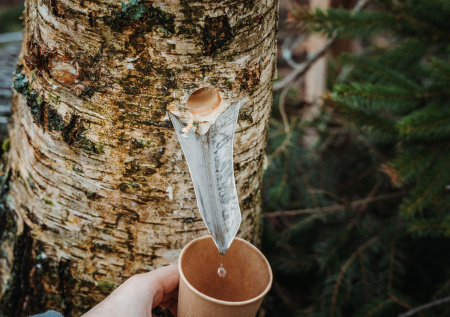 Врач рассказала о нюансах употребления березового сока