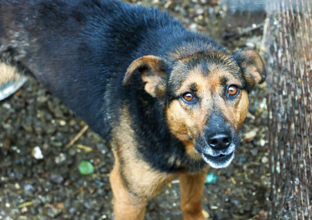 Трехлетнюю девочку после побега из детсада искусали бездомные собаки