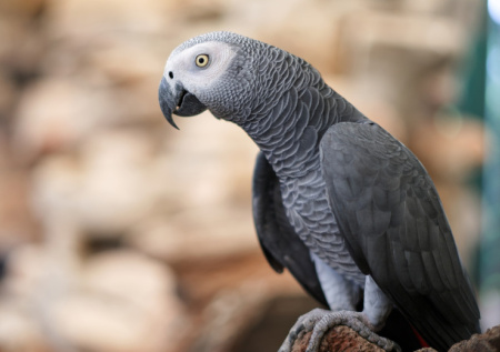 В Ленобласти возбуждено уголовное дело после гибели десятков попугаев