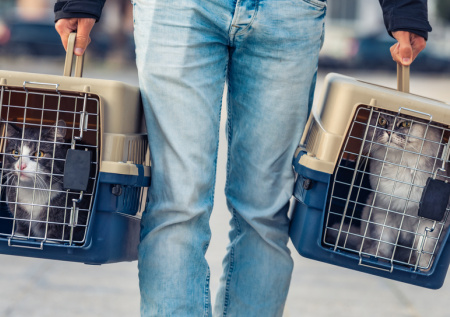 Как безопасно вывезти кота на дачу: 7 шагов к спокойному отдыху